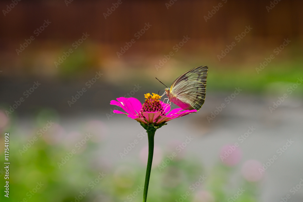 Butterfly sucking nectar of flowers Zinnia. Butterfly perched on a flower. Butterfly sucking nectar of flowers Zinnia. Butterfly perched on a flower.