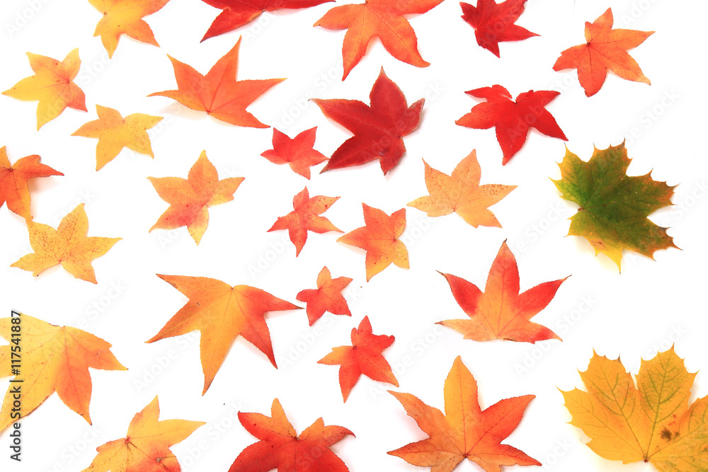 autumn leaves isolated on white background autumn leaves isolated on white background
