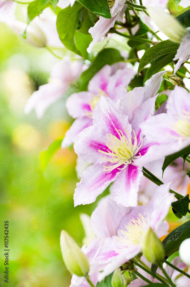 Clematis flower on a fence. Close-up shot with beautiful bokeh. Clematis flower on a fence. Close-up shot with beautiful bokeh.