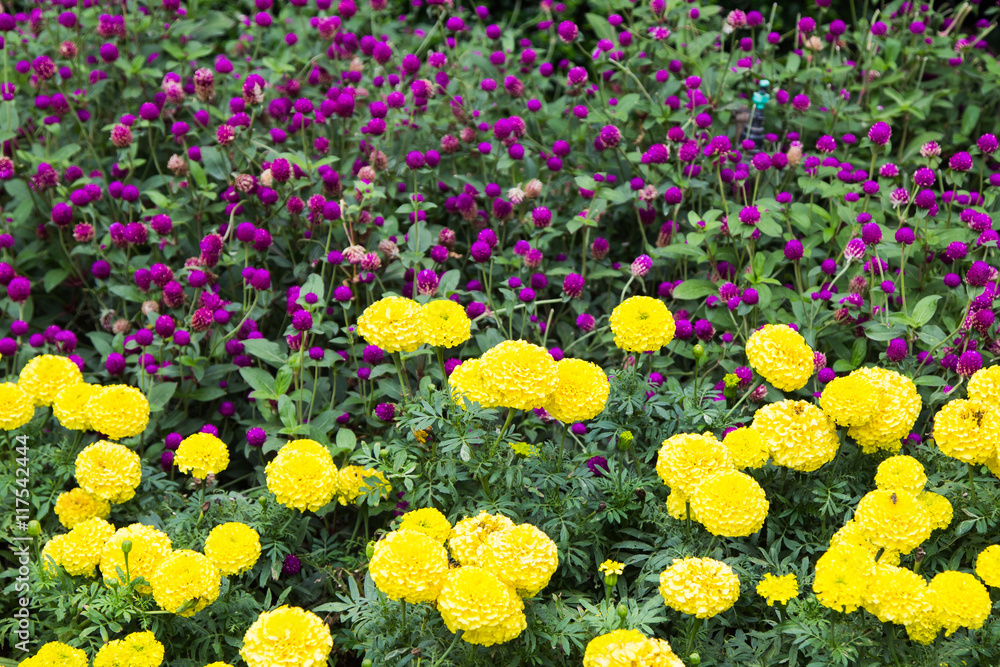 Fototapeta premium marigolds flowers 