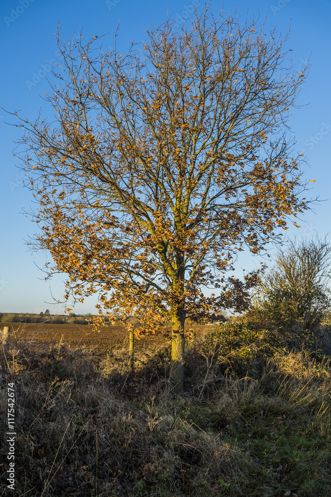 Fototapeta premium farmland