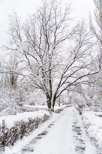 Snow-covered oak tree in wi...