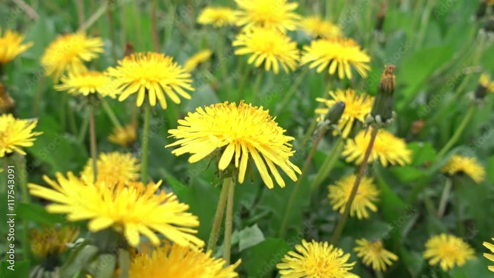 Slowly Moving Through The Field Of Dandelions