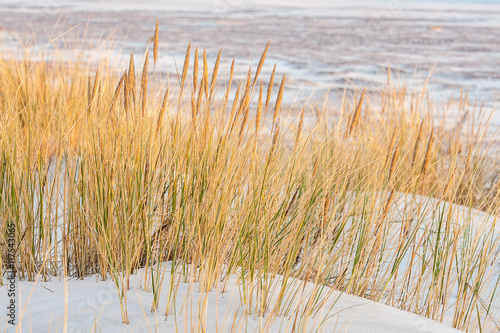 beautiful view of the coastal dunes