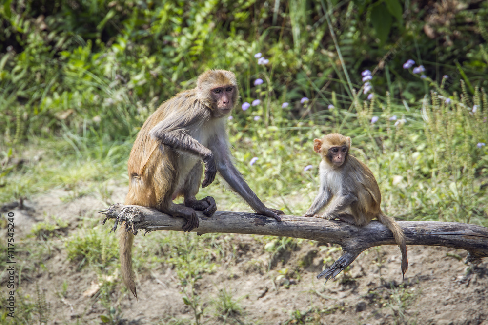 Rhesus Macaque in Bardia national park, Nepal