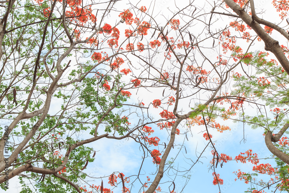 Royal Poinciana with blue sky and clouds
Royal Poinciana with blue sky and clouds