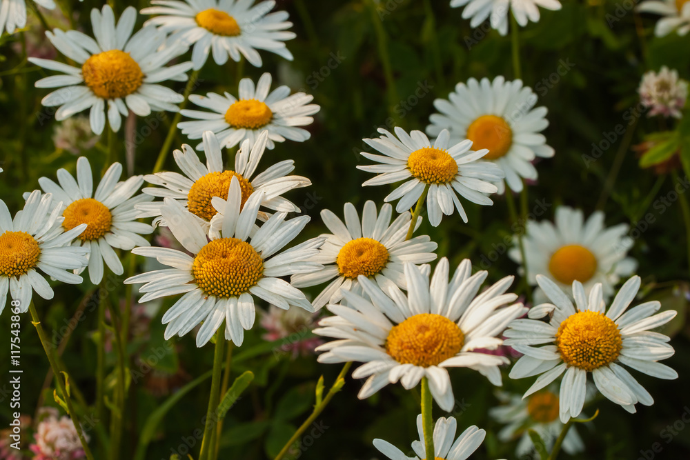 Obraz premium Daisy, charming flower, symbol of beauty nature