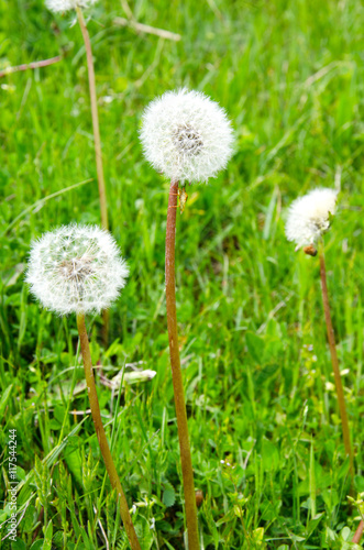 Closeup of dandelion outdoors over green grass