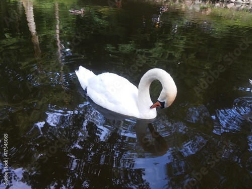 Swan's care itself photo