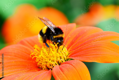 Hummel beim Nektar sammeln
