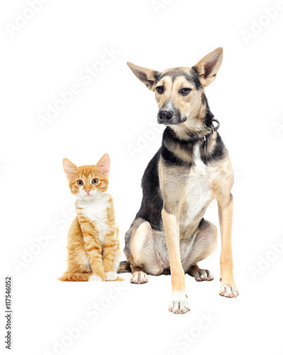 dog and kitten on a white background