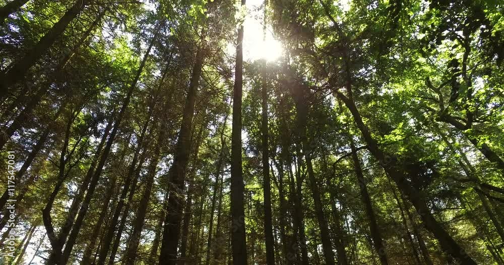 Panning through a forest canopy looking up into the sun on a summers day Panning through a forest canopy looking up into the sun on a summers day