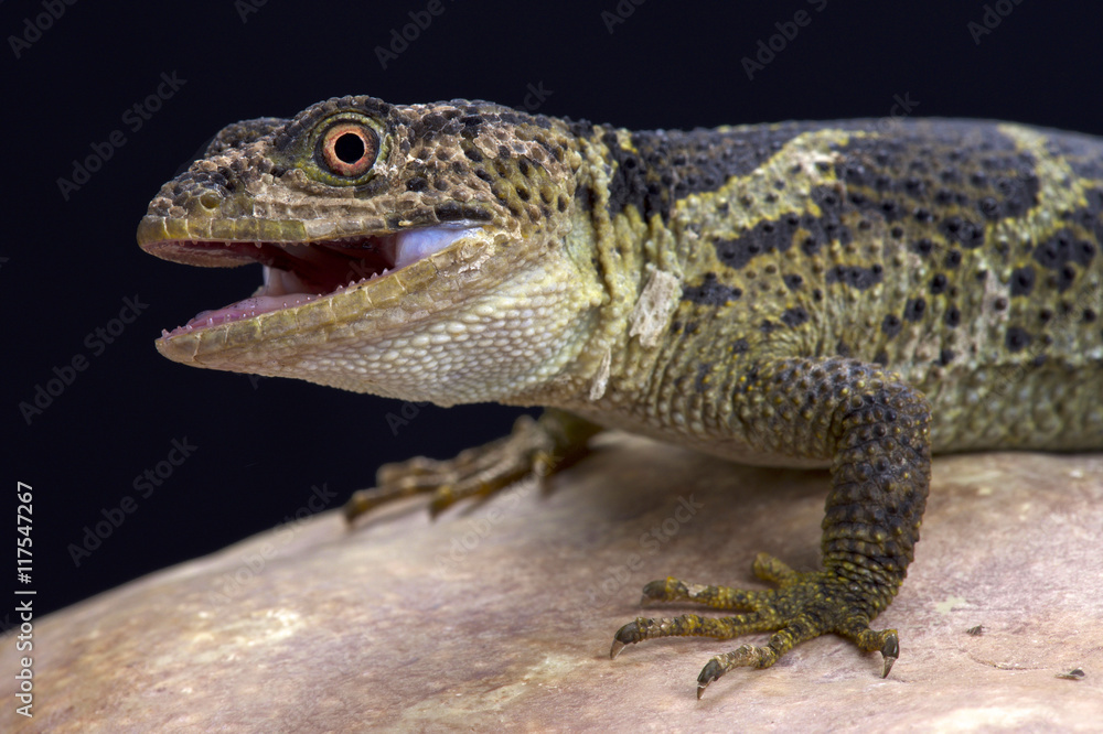 Fototapeta premium Newman's knob-scaled lizard (Xenosaurus newmanorum), Xilita, Mexico