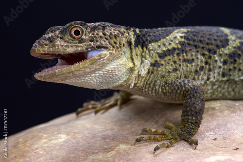Newman's knob-scaled lizard (Xenosaurus newmanorum), Xilita, Mexico