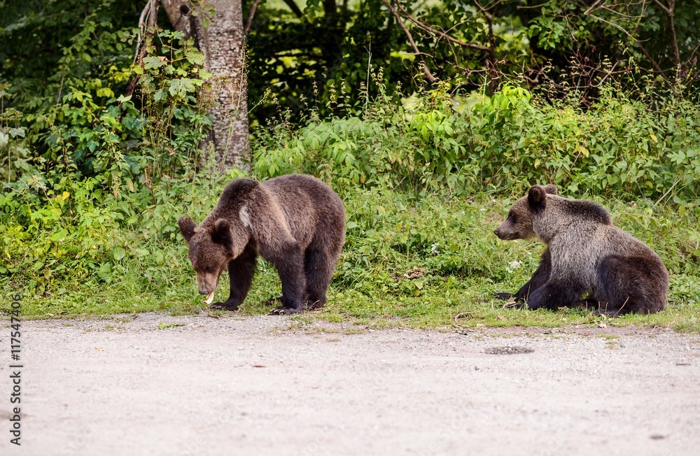 Two young bears came out of the woods Two young bears came out of the woods