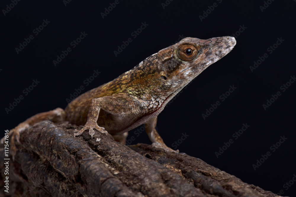 Jamaican twig anole (Anolis valencienni), Jamaica Jamaican twig anole (Anolis valencienni), Jamaica