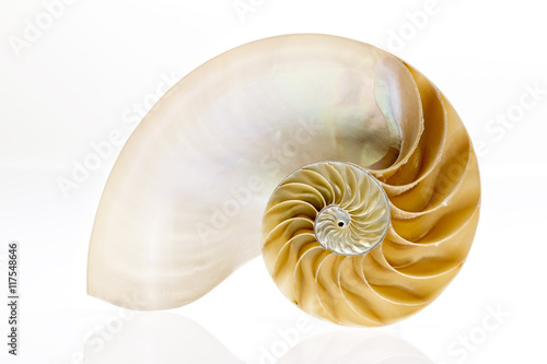 Nautilus photo