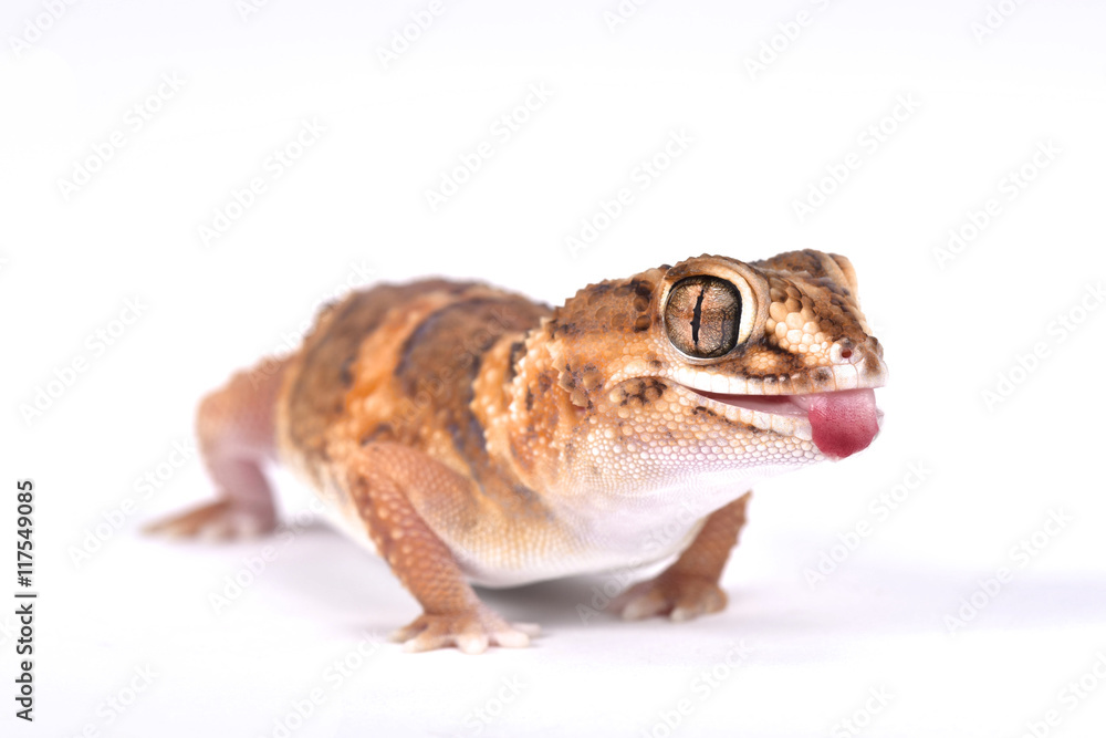 Fototapeta premium South African Ground Gecko (Chondrodactylus angulifer angulifer), Namibia
