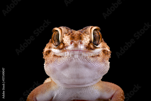 South African Ground Gecko (Chondrodactylus angulifer), Namibia photo