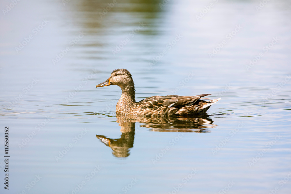 Portrait of a mallard duck (Anas platyrhynchos) swimming in ditc Portrait of a mallard duck (Anas platyrhynchos) swimming in ditc