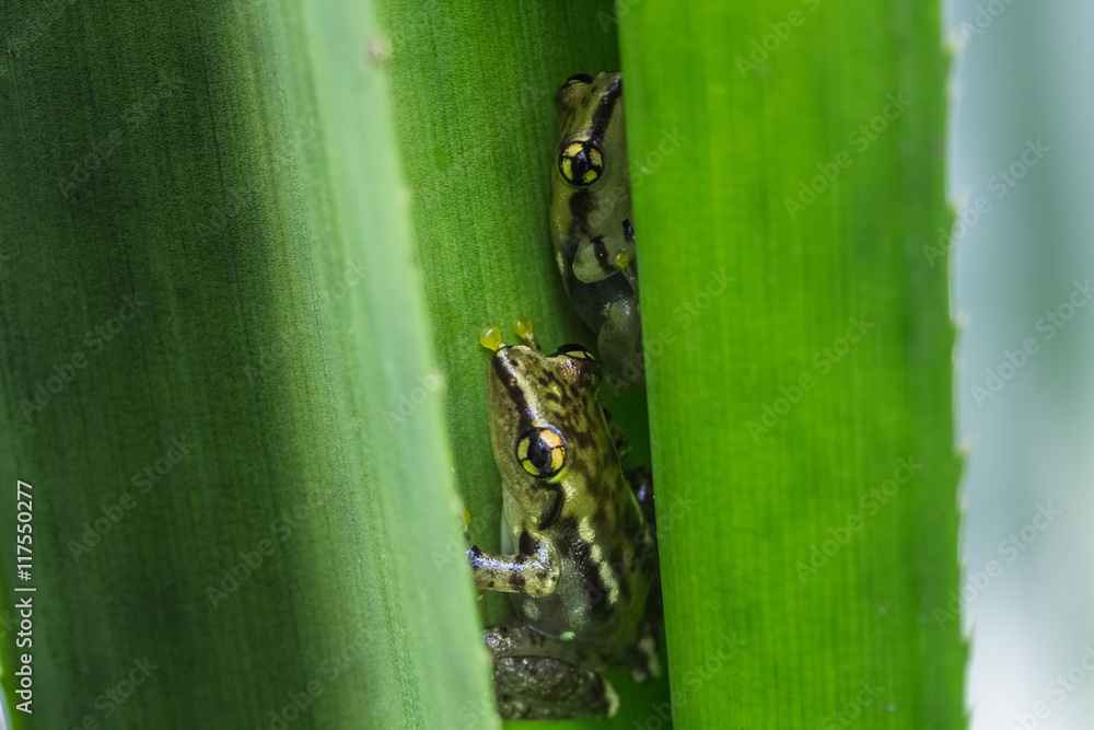 Obraz premium Frog on the green leaf