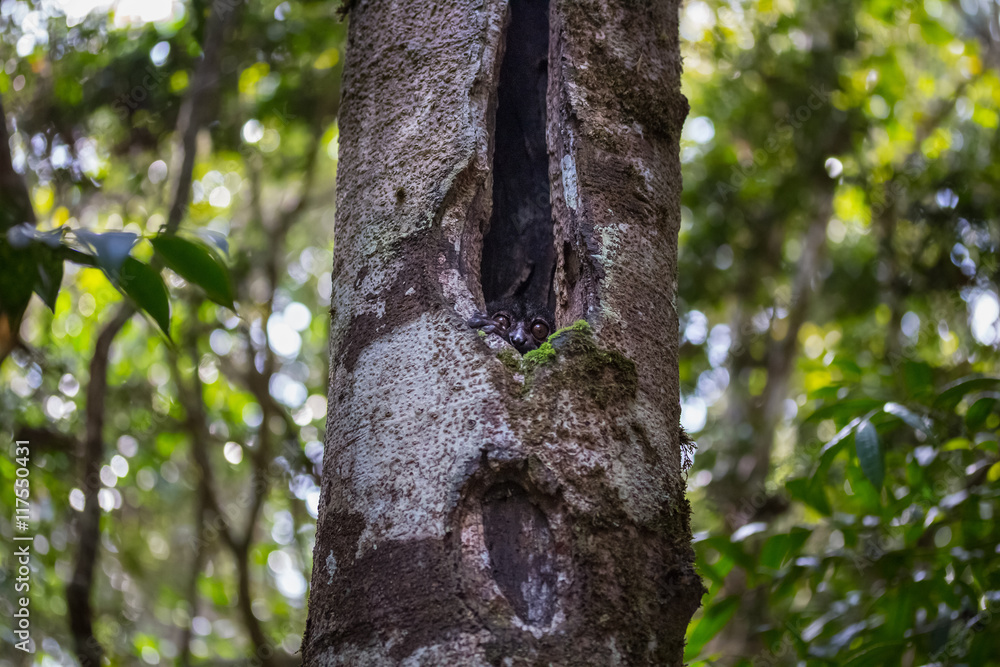 Obraz premium Sportive lemur