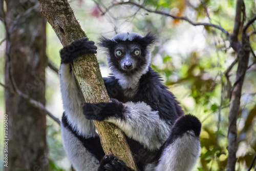 Photos Lemur