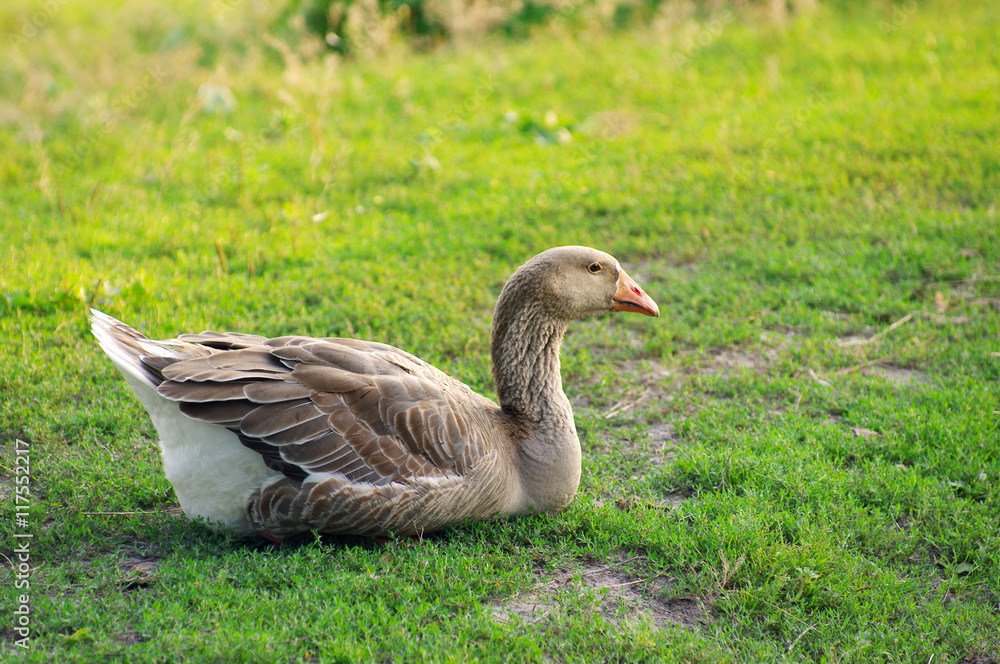 Lonely goose has a rest on a green grass in rural areas Lonely goose has a rest on a green grass in rural areas