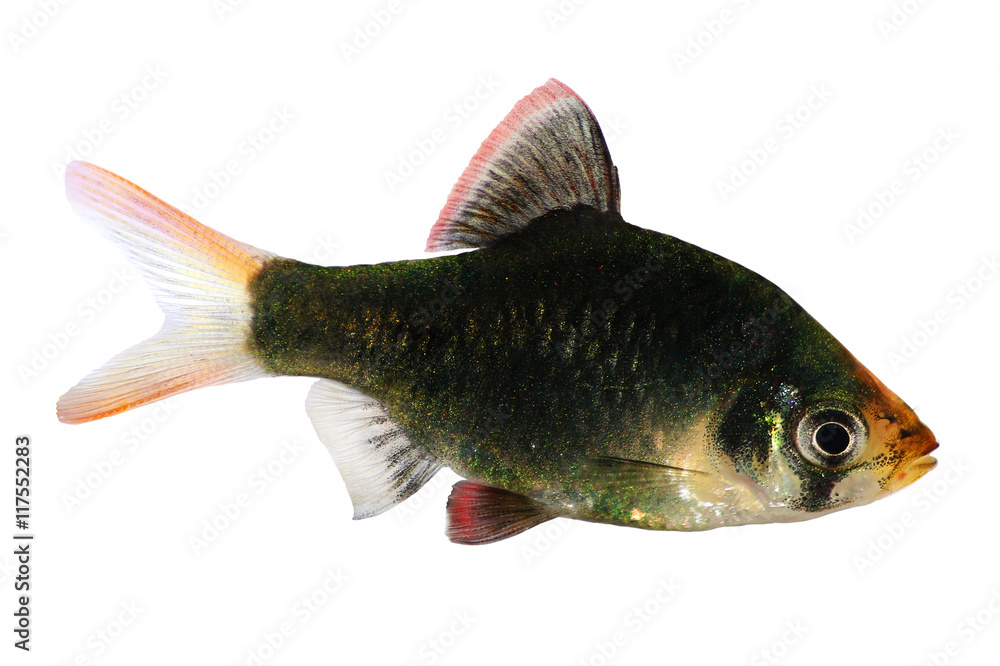 Fototapeta premium green moss tiger barb Puntius tetrazona aquarium fish isolated on white