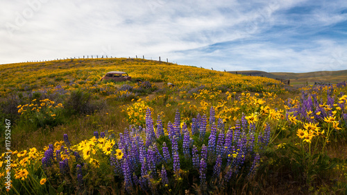 Rusty car in meadow with lupines, Columbia River Gorge, Oregon, United States of America, panoramic  photo