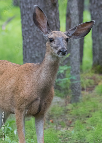 Mule Deer with Cockeyed Ears