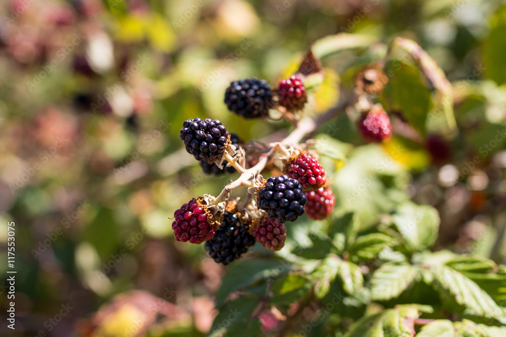 Wild blackberries Wild blackberries