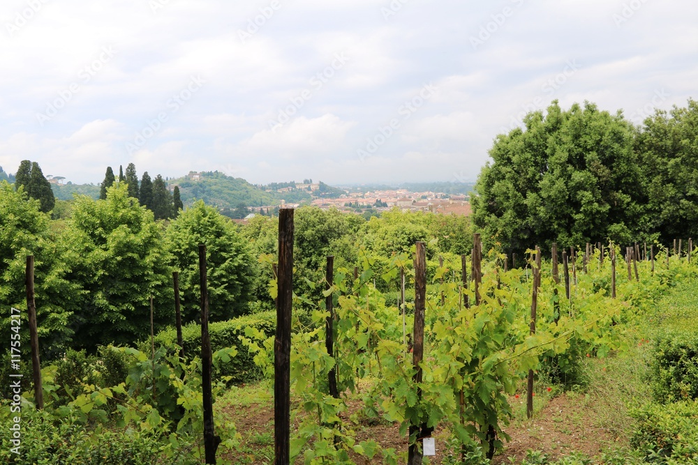 Wine growing region in Tuscany Italy