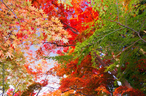 Autumn foliage at Arima Onsen in Kobe Japan
 photo