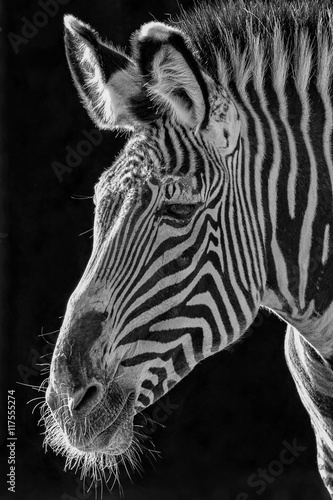 Fototapeta Naklejka Na Ścianę i Meble -  An adult Grevy’s Zebra 