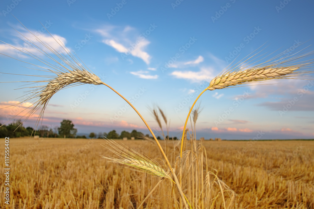 Fototapeta premium Reife Gerste wächst im Feld 