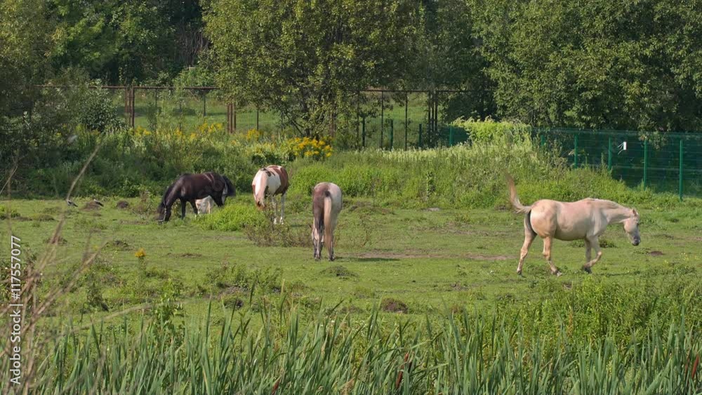 horses grazing in Sunny weather horses grazing in Sunny weather