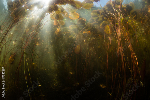Underwater Scenery in New England Pond © ead72