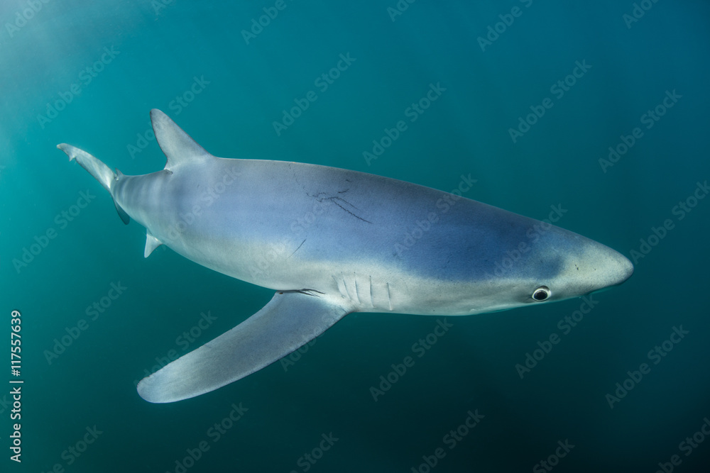 Fototapeta premium Blue Shark in Atlantic Ocean