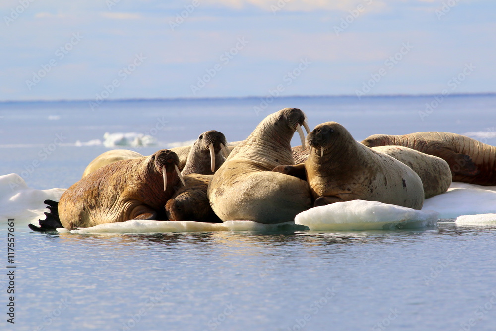 Fototapeta premium Herd of walruses on ice floe