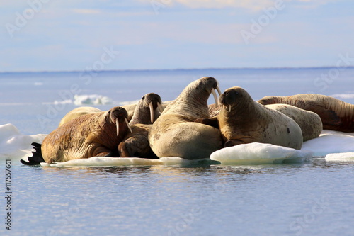 Herd of walruses on ice floe