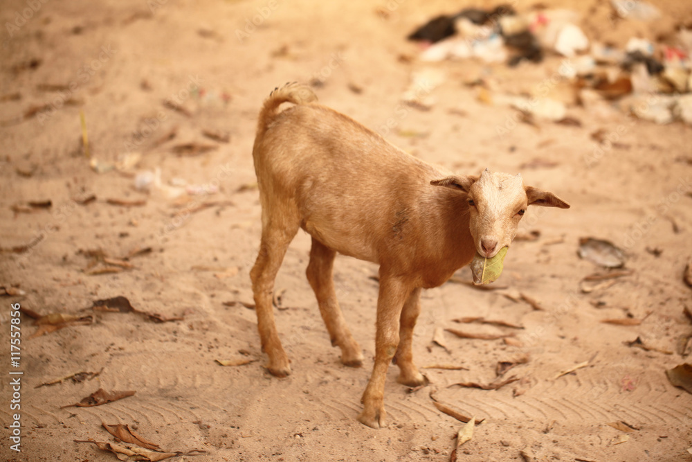 Fototapeta premium goat eating a leaf