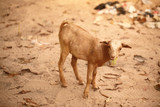 goat eating a leaf