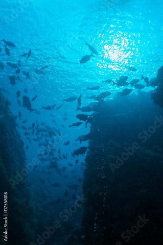 Tropical Fishes near Colorful Coral Reef