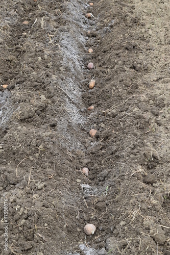 Wallpaper Mural Planting potatoes in the garden Torontodigital.ca