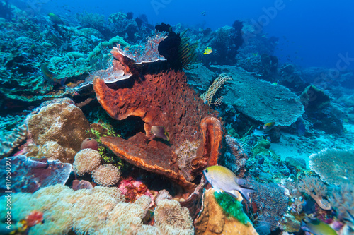 Hard Colorful Corals at sea Bottom, Bali, Indonesia