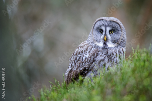 Great grey owl photo