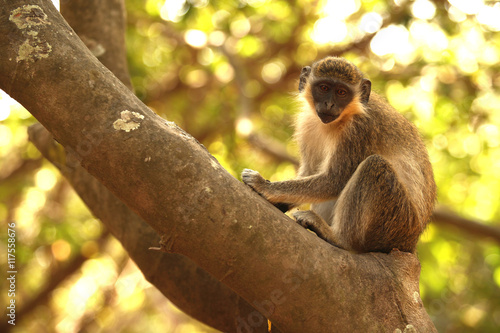 małpa na drewie 3 © agarianna