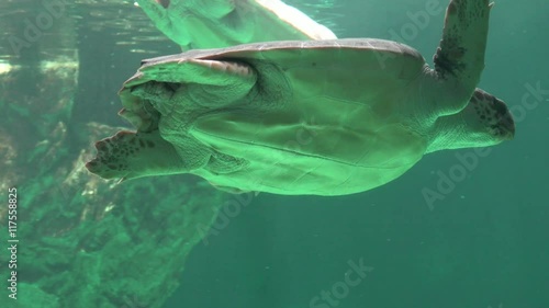 Sea Turtles Swimming Underwater photo