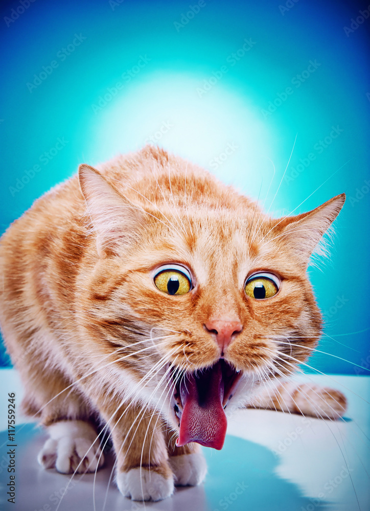 Блюющий кот картинка мем This tastes horrible! фотография Stock Adobe Stock